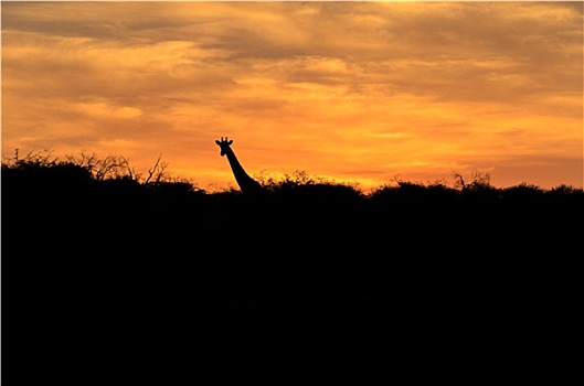 日落,长颈鹿