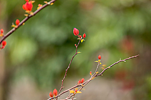 勒杜鹃花开红艳艳