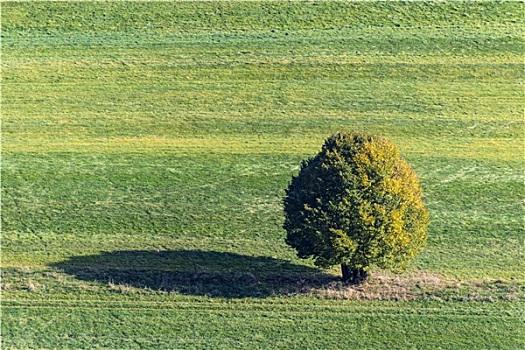 树,绿色,草地