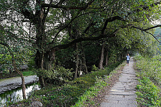 徽州水口林和古道