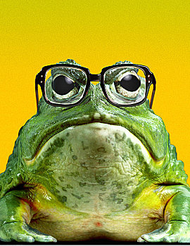 肖像,青蛙,戴着,眼镜