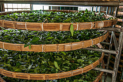 台湾嘉义市龙美乡境内一茶厂制茶工正在晾青茶,制茶第一道工序,晾茶