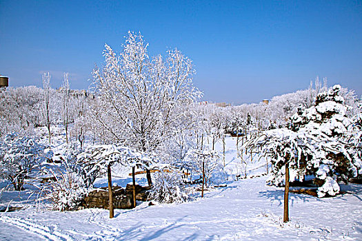 厚厚的白雪覆盖在小山坡和树林上