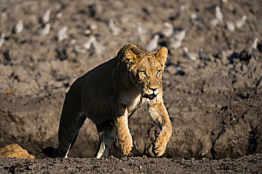 雌狮,狮子,萨维提,湿地,乔贝国家公园,博茨瓦纳
