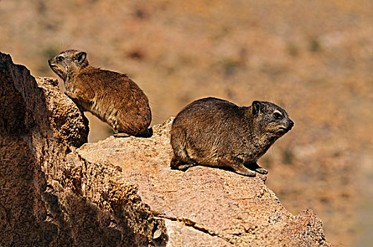 石头,蹄兔,格格普自然保护区,纳马夸兰,南非,非洲