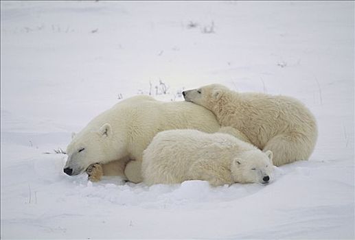 北极熊,母兽,睡觉,丘吉尔市,曼尼托巴,加拿大