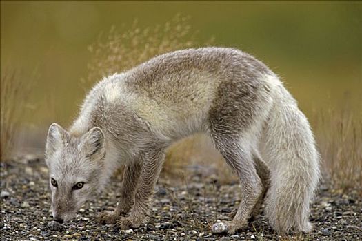 北极狐,成年,觅食,砾石,北方,斜坡,阿拉斯加