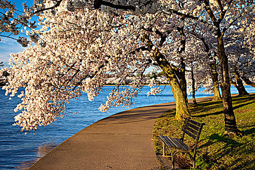 公园长椅,花,樱桃树,潮汐,华盛顿特区,美国