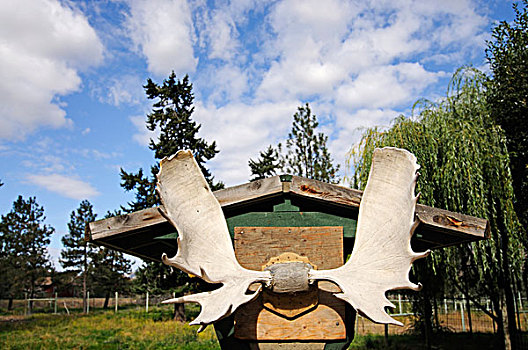 麋鹿,鹿角,坎卢普斯,铁路,博物馆,不列颠哥伦比亚省,加拿大