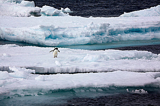 阿德利企鹅,浮冰,保利特岛,南极