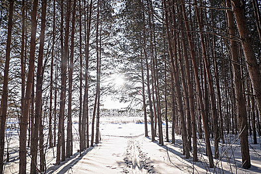 日光,间隙,雪中,遮盖,树林,俄罗斯
