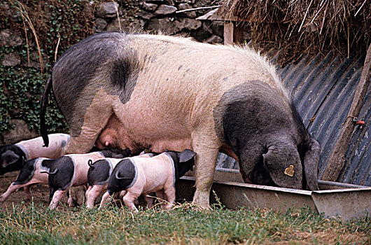 巴斯克,母猪,小猪