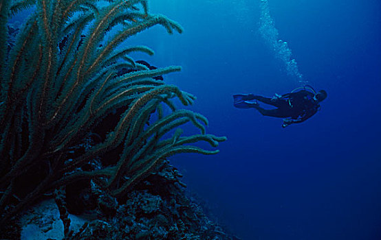 仰视,潜水者,水下,博奈尔岛,荷属列斯群岛