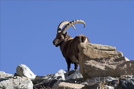 阿尔卑斯野山羊,羱羊,国家公园,意大利
