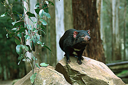 袋獾,学习,动物,栖息地,塔斯马尼亚,澳大利亚