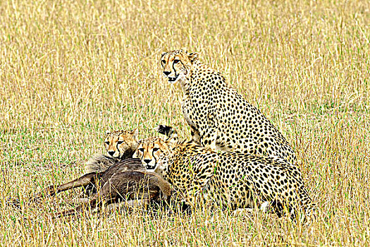 母兽,印度豹,猎豹,两个,幼兽,角马,杀,肯尼亚,东非