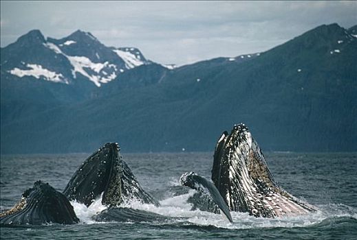 驼背鲸,大翅鲸属,鲸鱼,群,进食,阿拉斯加