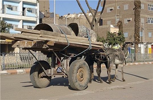 驴,手推车,埃及