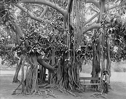 菩提树,公园,牙买加,艺术家,儿子