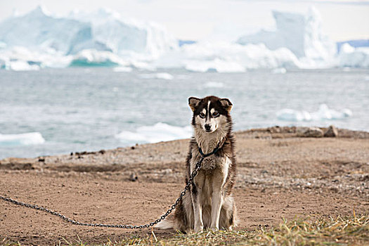 格陵兰,半岛,迪斯科湾,工作,雪橇狗,冰山,背景