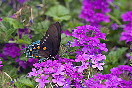 凤蝶,家园,紫色,马鞭草属植物,伊利诺斯,美国