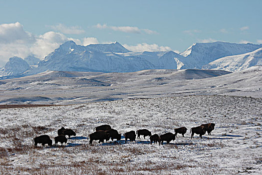 美洲野牛,野牛,牧群,印第安人保留地,蒙大拿