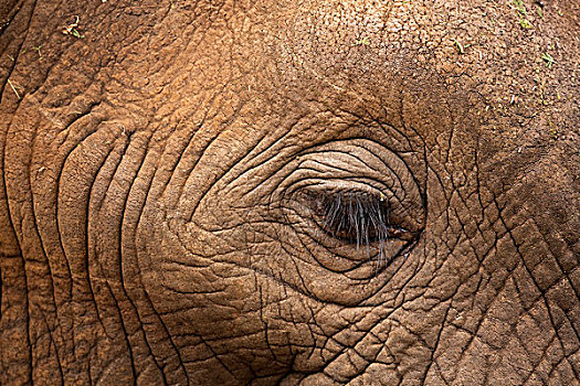 非洲象,眼,克鲁格国家公园,南非