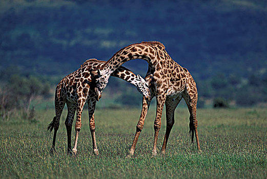 非洲,肯尼亚,马赛马拉,国家公园,马赛长颈鹿,一对,亲昵,长颈鹿