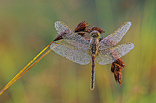 露珠,遮盖,蜻蜓,等待,晨光,瓦尔登,安大略省,加拿大