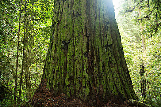 树干,红杉,国家公园,加利福尼亚,美国