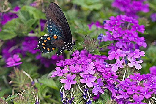 凤蝶,家园,紫色,马鞭草属植物