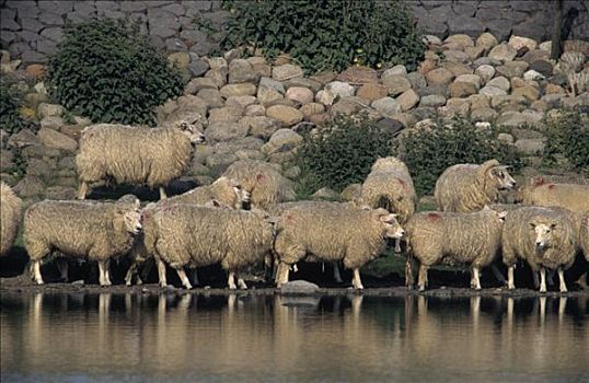 家羊,绵羊,成群,喝,洞,特塞尔,岛屿,荷兰人,海洋,荷兰