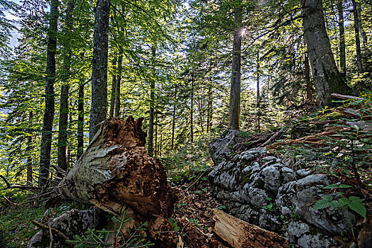 枯木,原始,树林,国家公园,上奥地利州,奥地利,欧洲