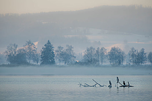 鸬鹚,科赫尔湖,湖,冬天,巴伐利亚,德国