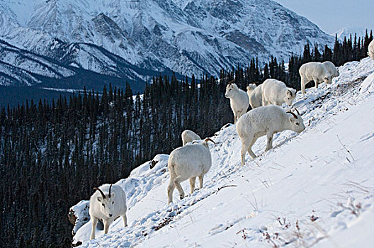 野大白羊,白大角羊,女性,放牧,草,下方,雪,育空地区,加拿大