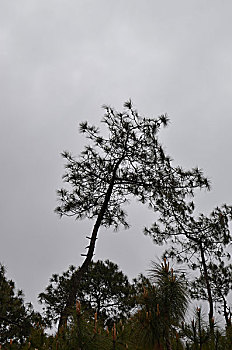 马尾松,松科植物,松花粉,草药