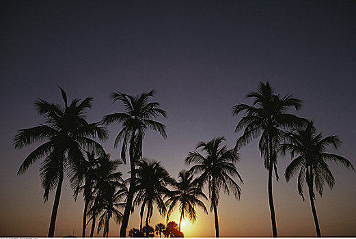 棕榈树,安提瓜岛