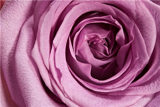 紫色,玫瑰,微距