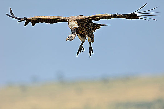 白背兀鹫,白背秃鹫,飞行,进入,陆地,马赛马拉国家保护区,肯尼亚,非洲