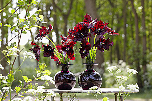 黑色,鹦鹉,郁金香,花瓶,桌子,树林
