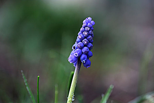 麝香兰,射香兰属