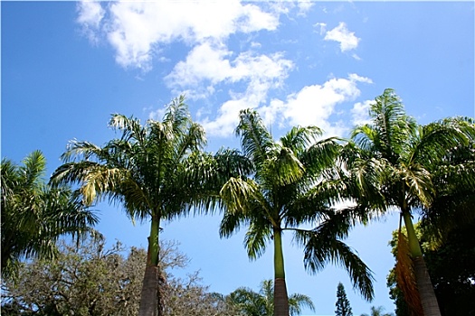 棕榈树,圣保罗