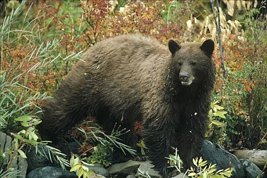 黑熊,美洲黑熊,彩色,叶子,黄石国家公园,怀俄明