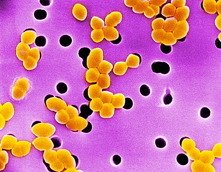 革兰氏阳性细菌,细菌