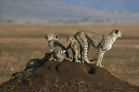 印度豹,猎豹,母兽,幼兽,蚁丘,塞伦盖蒂,坦桑尼亚