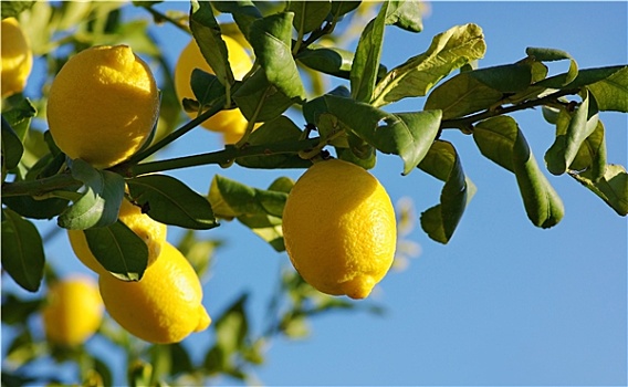 柠檬,柠檬树
