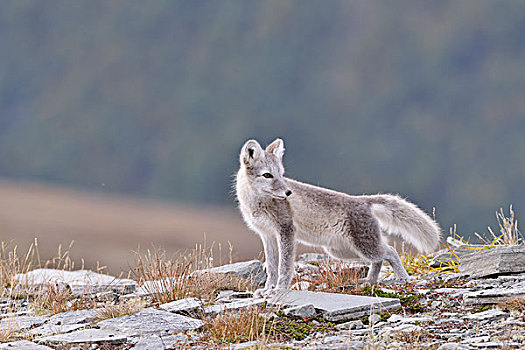 北极狐,狐属,幼兽,国家公园,挪威,欧洲
