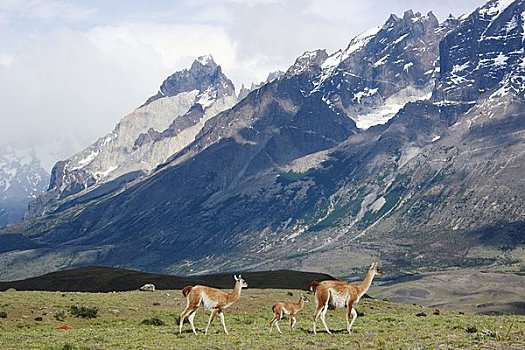 原驼,国家公园,巴塔哥尼亚,智利