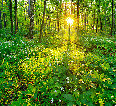 混交林,朝日,发光,树,早,开花植物,遮盖,地面,靠近,萨克森安哈尔特,德国,欧洲