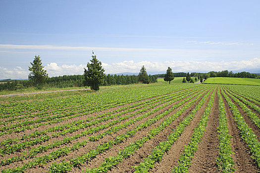 豌豆,地点,美瑛,城市,北海道